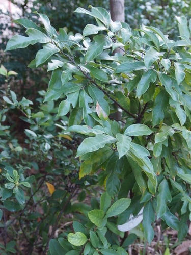 Artocarpus hypargyreus