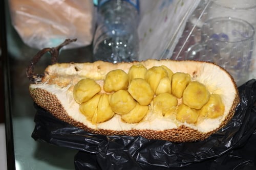 Artocarpus integer (Chempedak) — photo