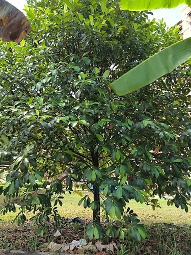 Artocarpus integer (Chempedak) — photo