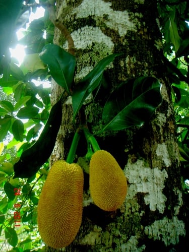 Artocarpus integer