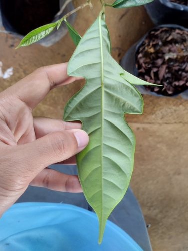 Artocarpus kemando (Pudau) — photo