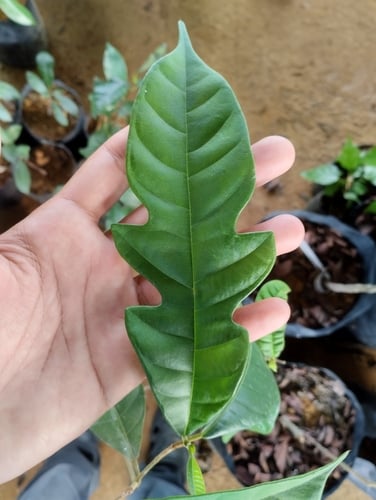 Artocarpus kemando (Pudau) — photo