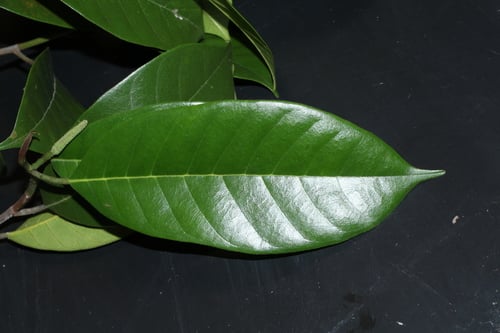 Artocarpus kemando