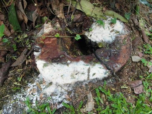 Artocarpus lacucha (Monkey Jack) — photo