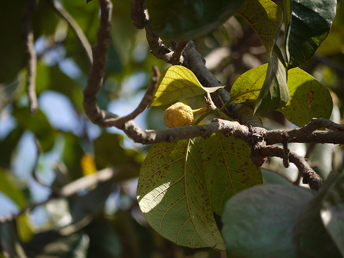 Artocarpus lacucha