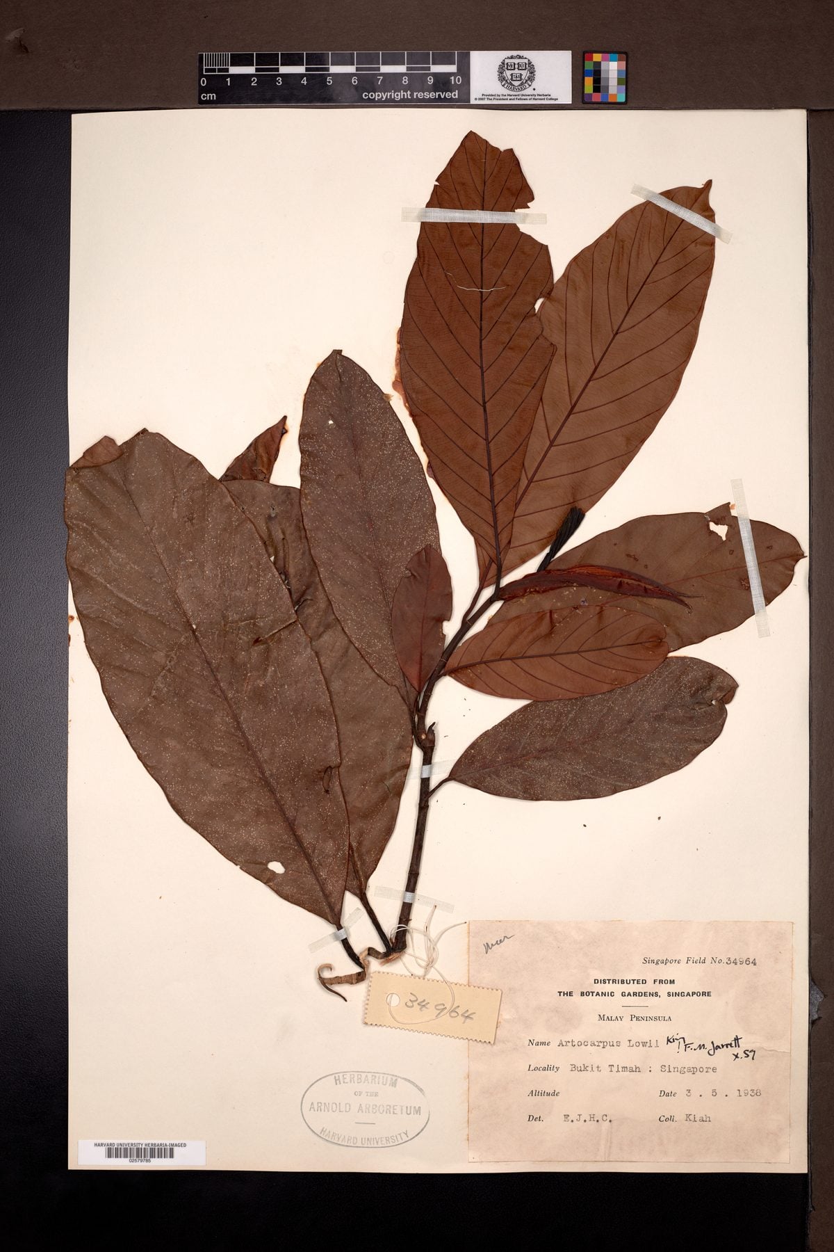Artocarpus lowii