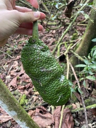 Artocarpus mariannensis (Marianas breadfruit) — photo