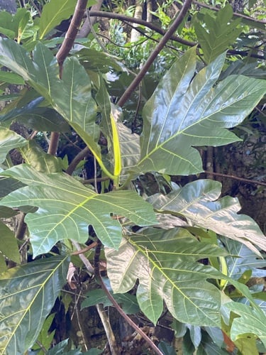 Artocarpus mariannensis (Marianas breadfruit) — photo
