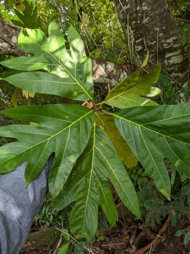 Artocarpus mariannensis