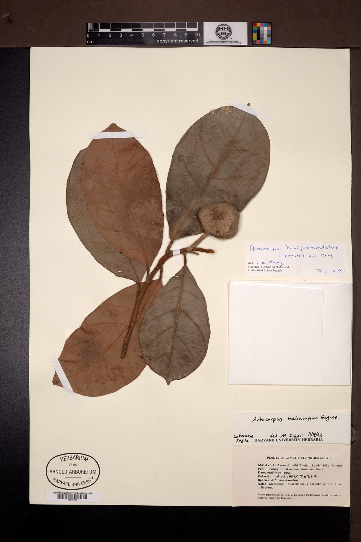 Artocarpus melinoxylus — photo