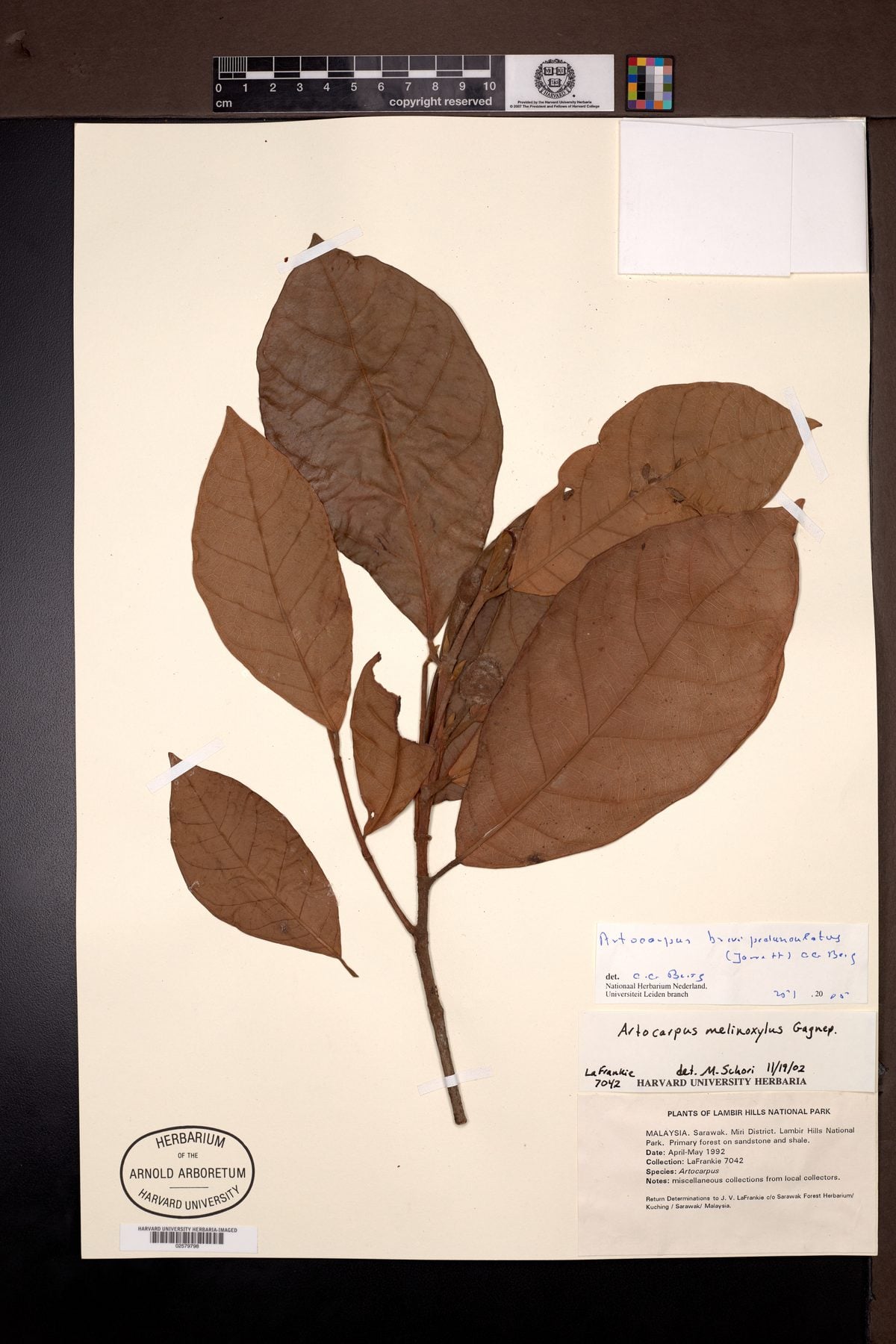Artocarpus melinoxylus — photo