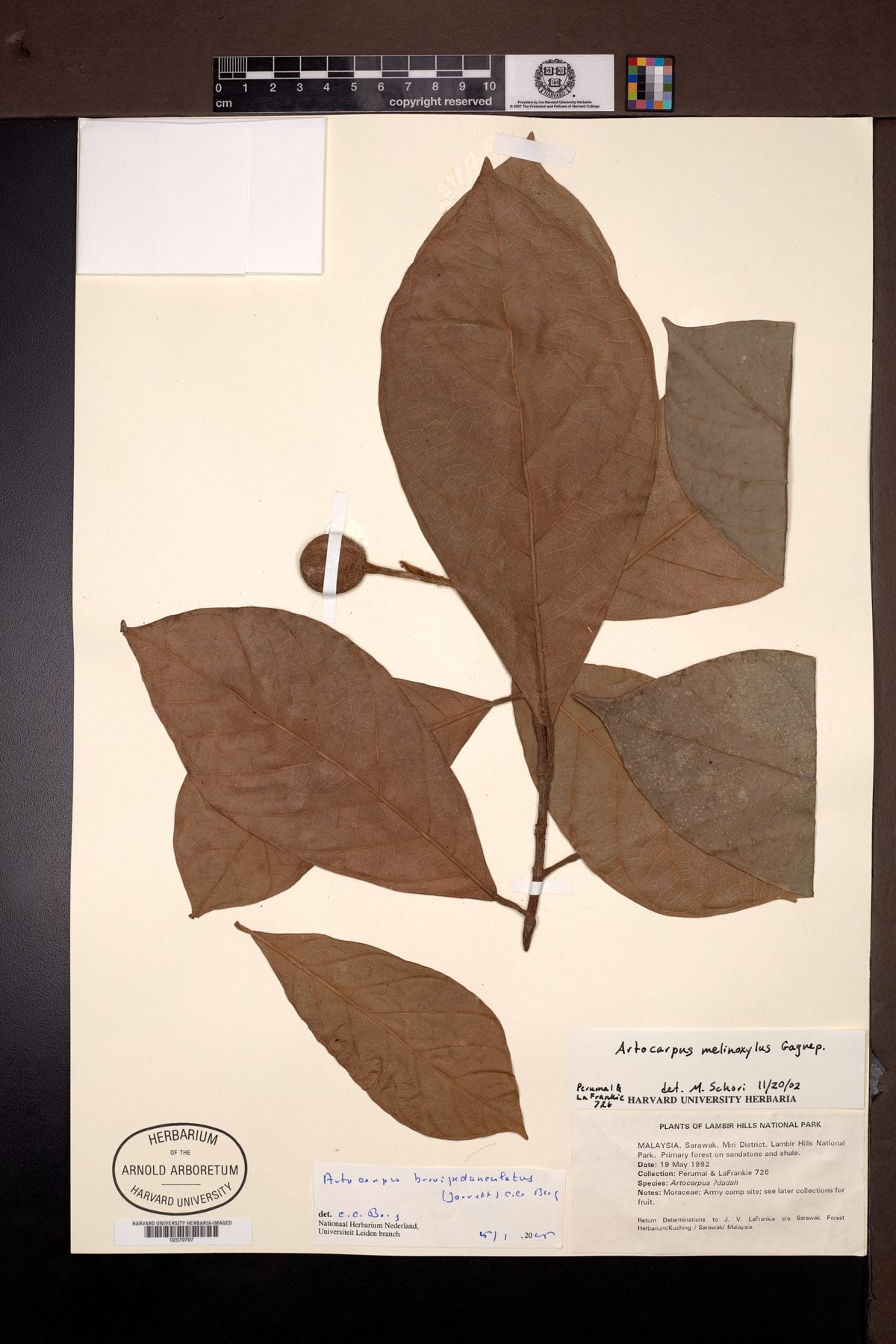 Artocarpus melinoxylus