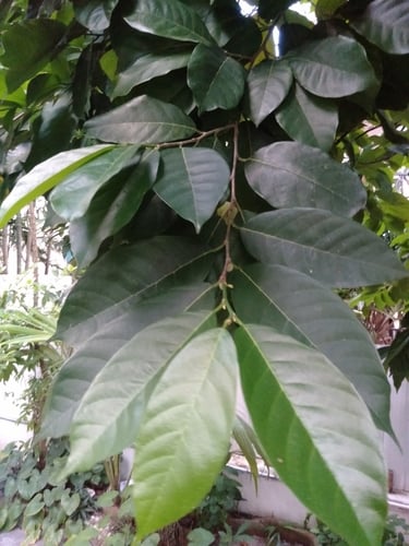 Artocarpus nitidus (Shining tampang) — photo