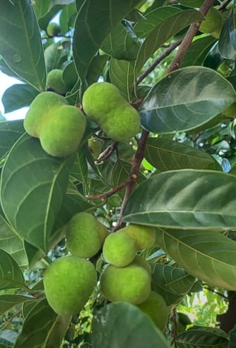 Artocarpus nitidus