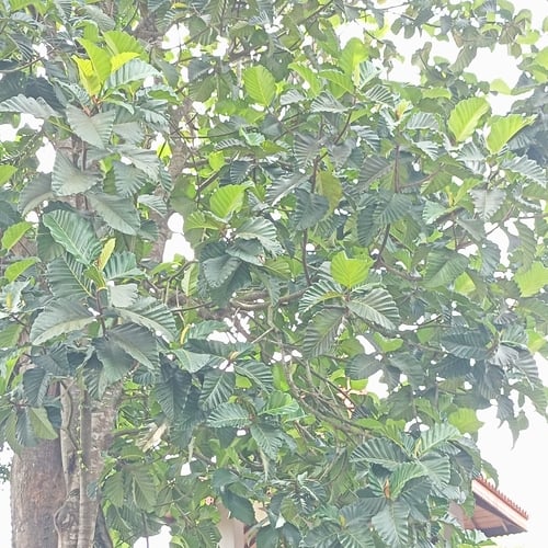 Artocarpus nobilis (Wild breadfruit) — photo