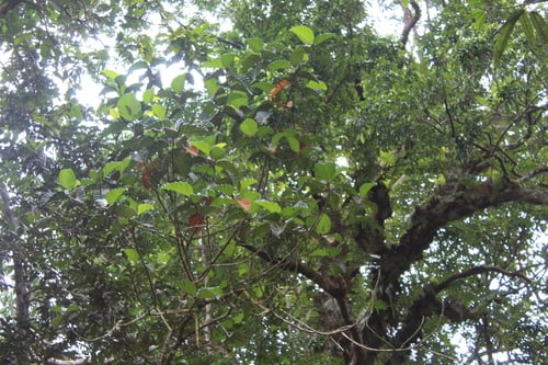 Artocarpus nobilis (Wild breadfruit) — photo