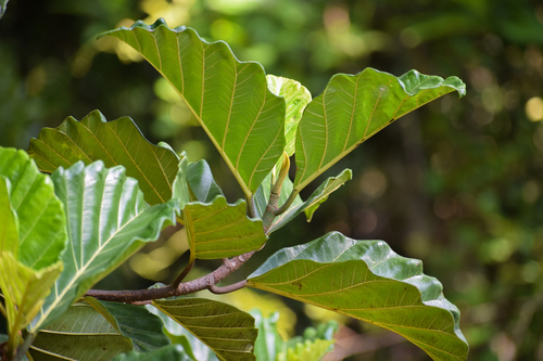 Artocarpus nobilis