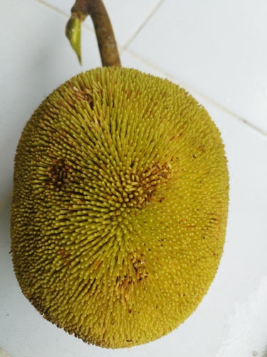Artocarpus odoratissimus (Terap) — photo