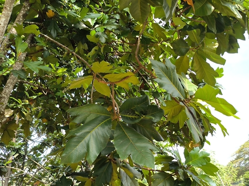 Artocarpus odoratissimus (Terap) — photo