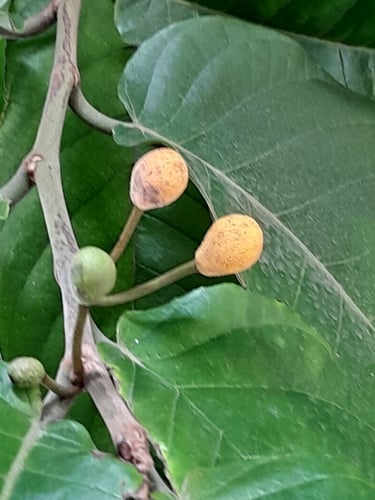 Artocarpus ovatus (Anubing) — photo