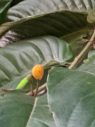Artocarpus ovatus