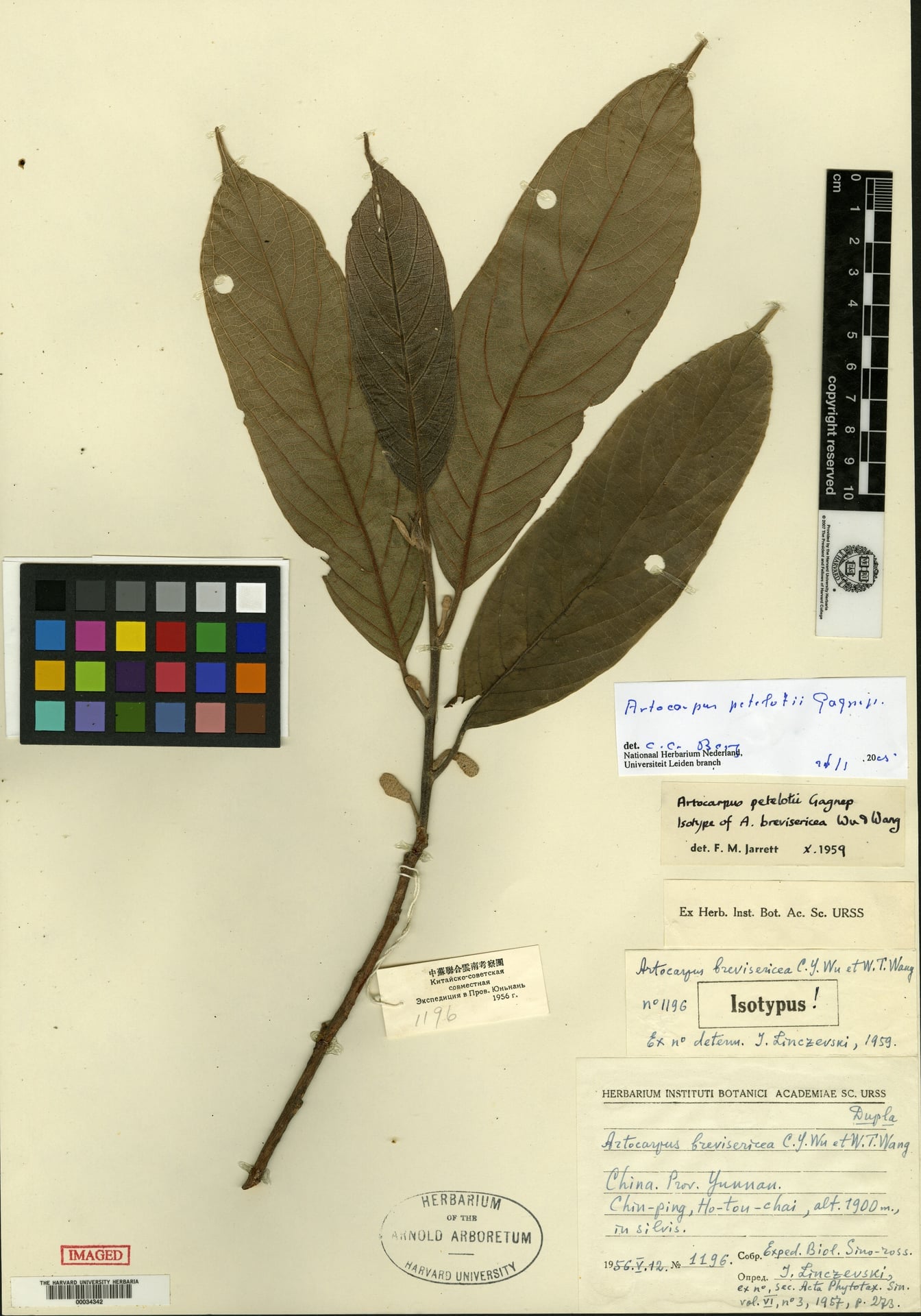 Artocarpus petelotii