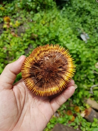 Artocarpus rigidus (Johore jack) — photo