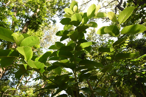 Artocarpus rigidus (Johore jack) — photo