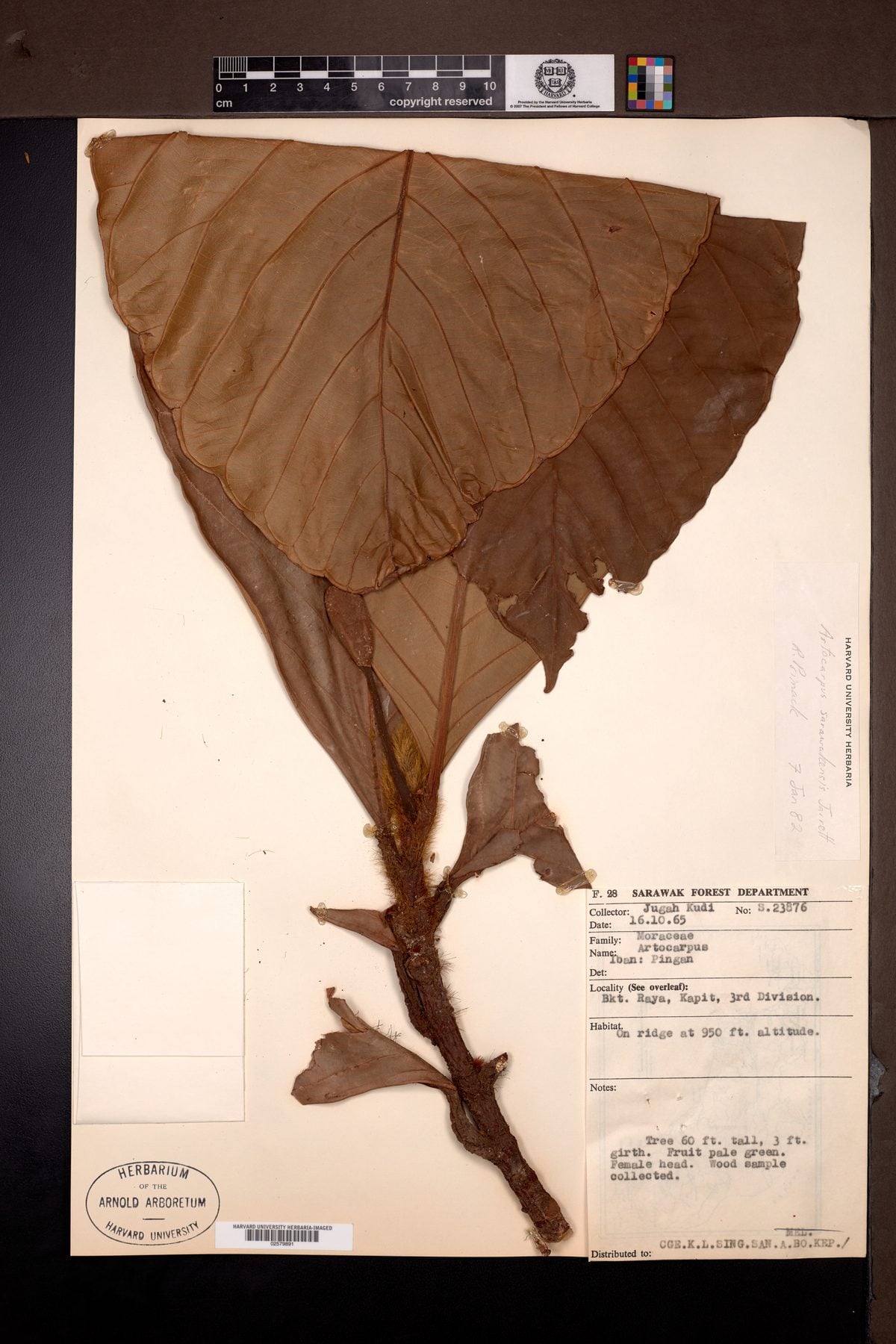 Artocarpus sarawakensis (Pingan) — photo