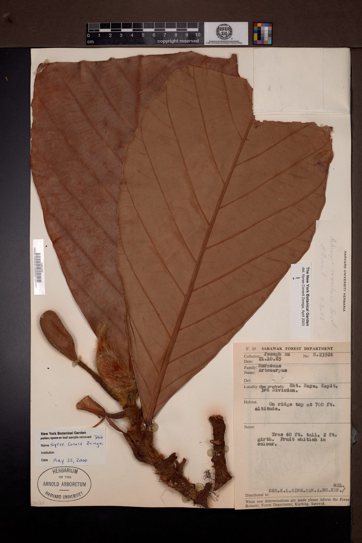 Artocarpus sarawakensis (Pingan) — photo