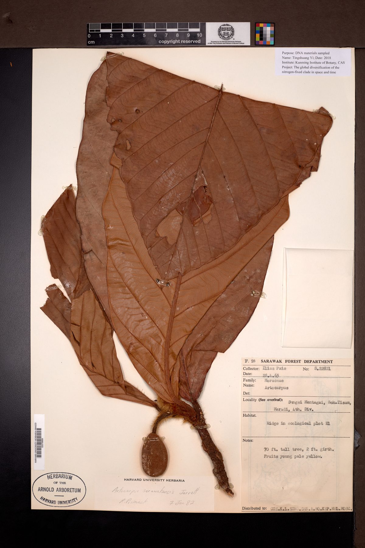Artocarpus sarawakensis