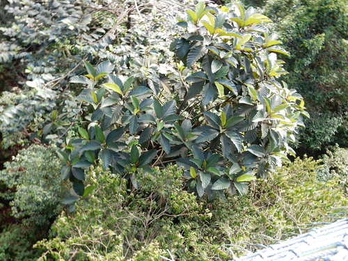 Artocarpus scortechinii (Terap hitam) — photo