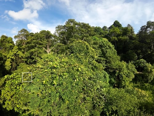 Artocarpus scortechinii (Terap hitam) — photo