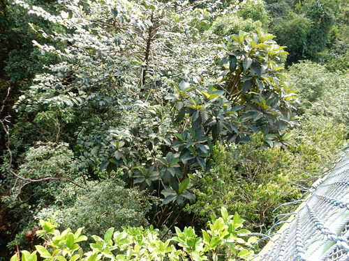 Artocarpus scortechinii