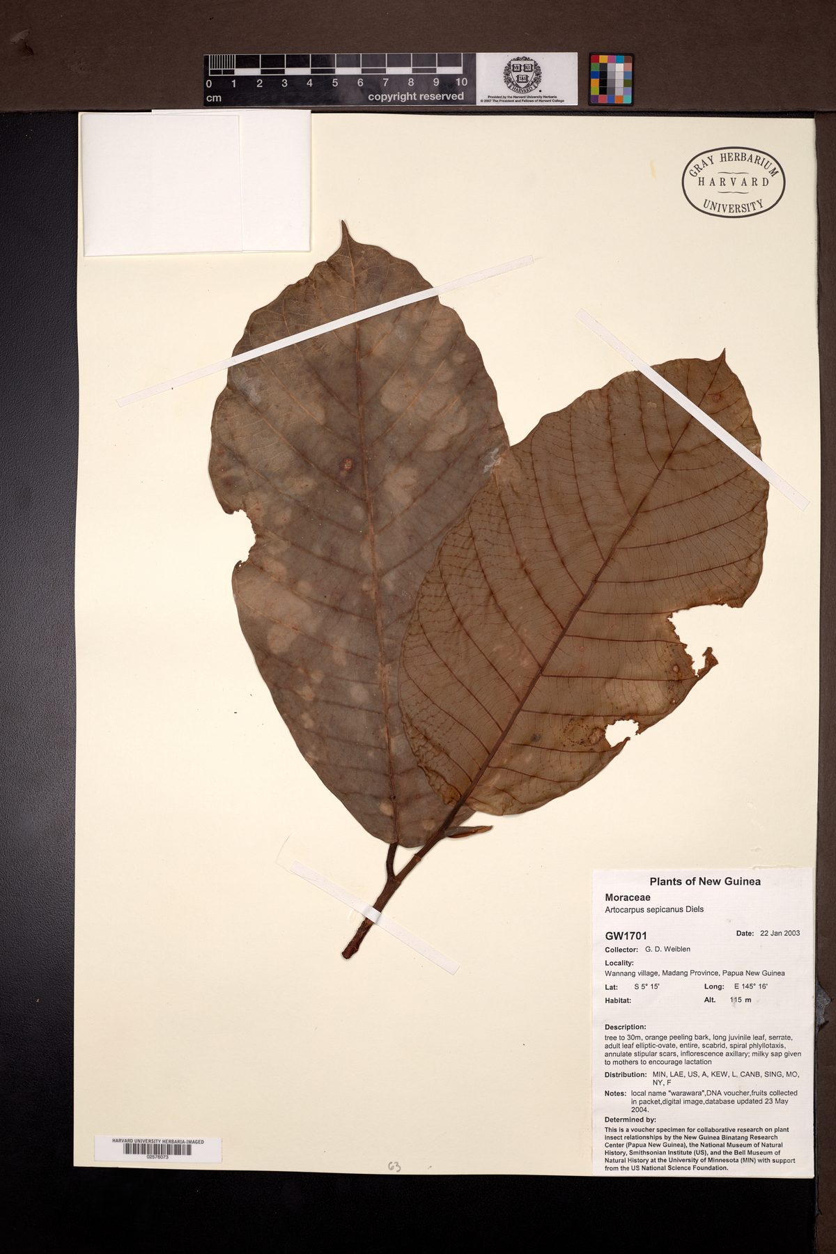 Artocarpus sepicanus — photo