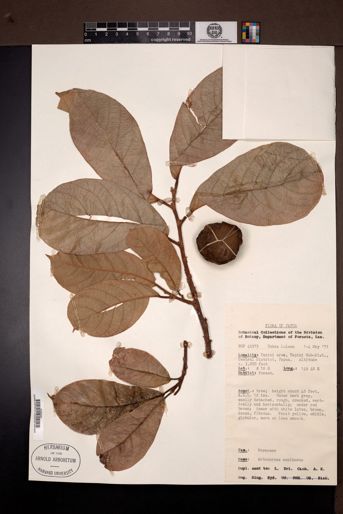 Artocarpus sepicanus — photo
