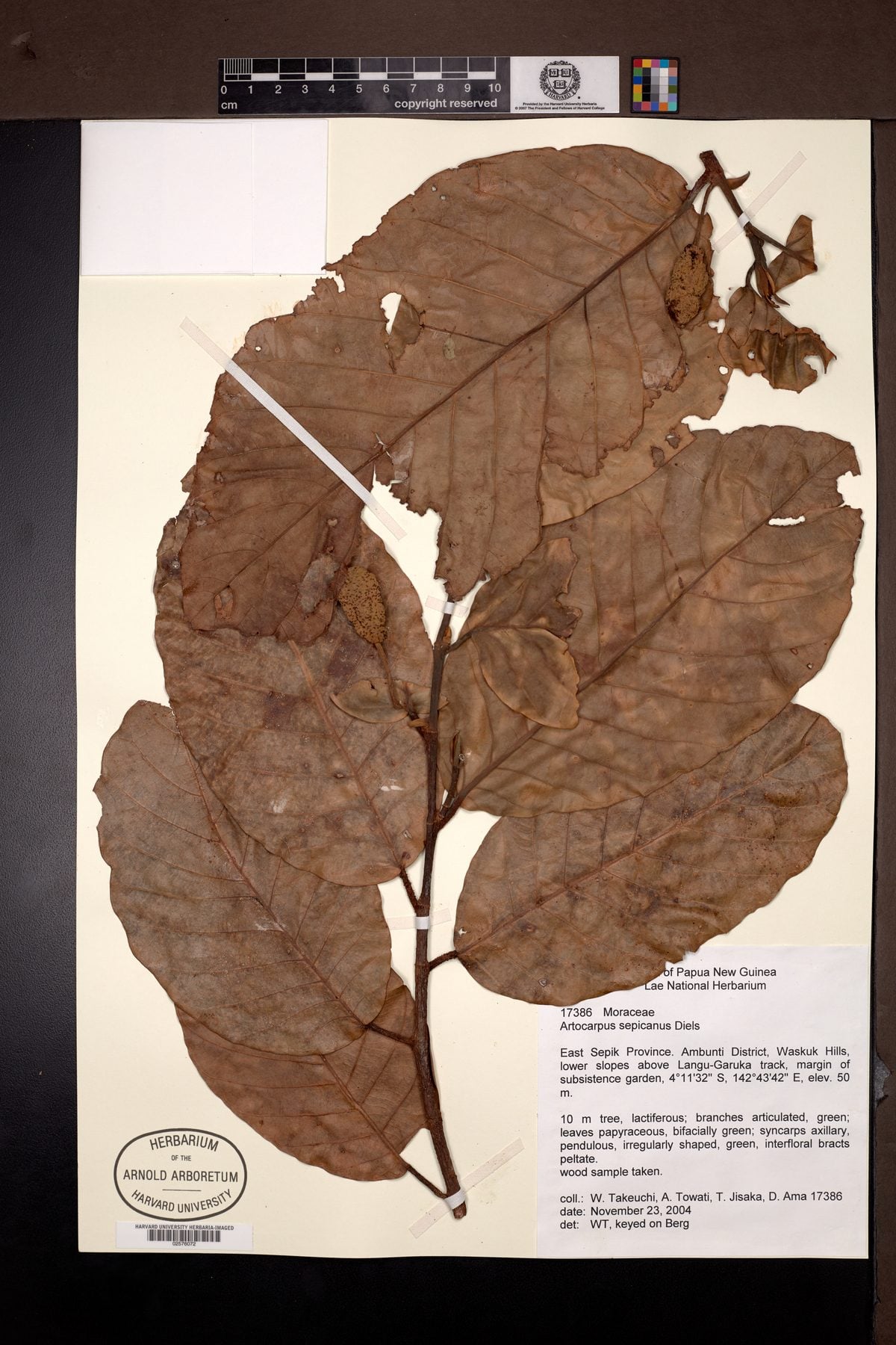 Artocarpus sepicanus