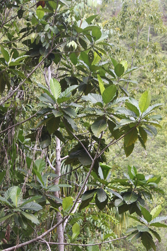 Artocarpus sericicarpus (Pedalai) — photo