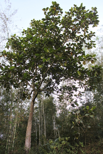 Artocarpus sericicarpus (Pedalai) — photo