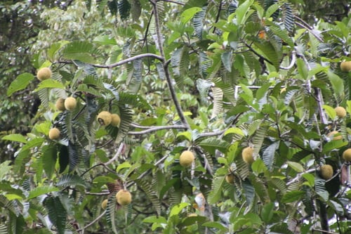 Artocarpus tamaran (Elephant jackfruit tree) — photo