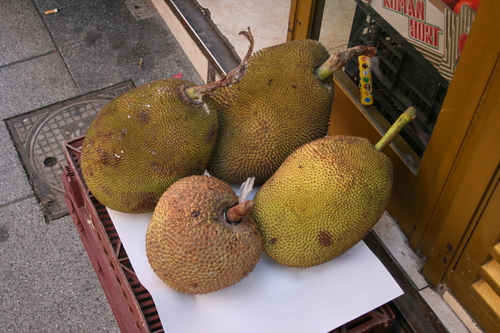 Artocarpus tamaran