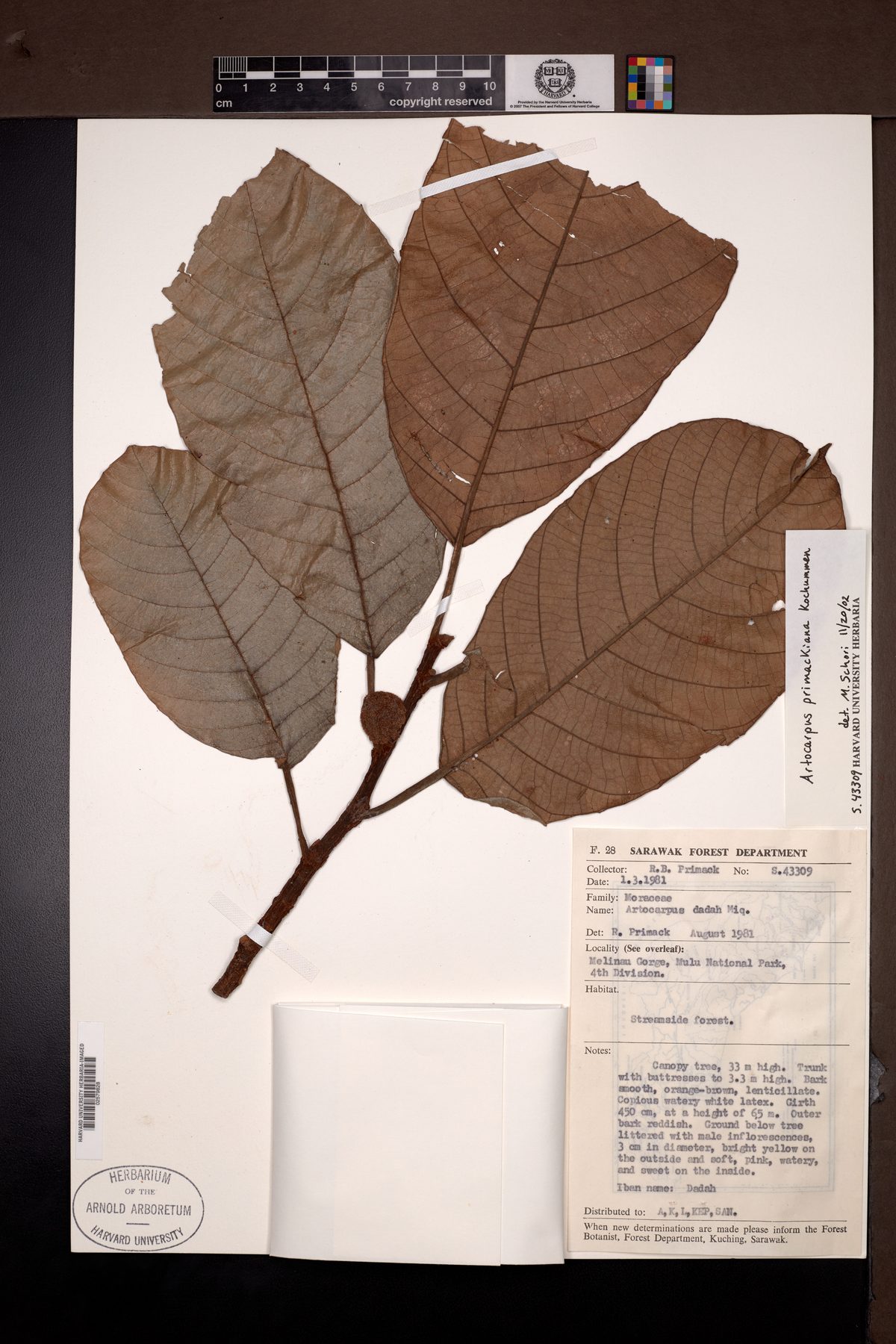 Artocarpus tomentosulus — photo