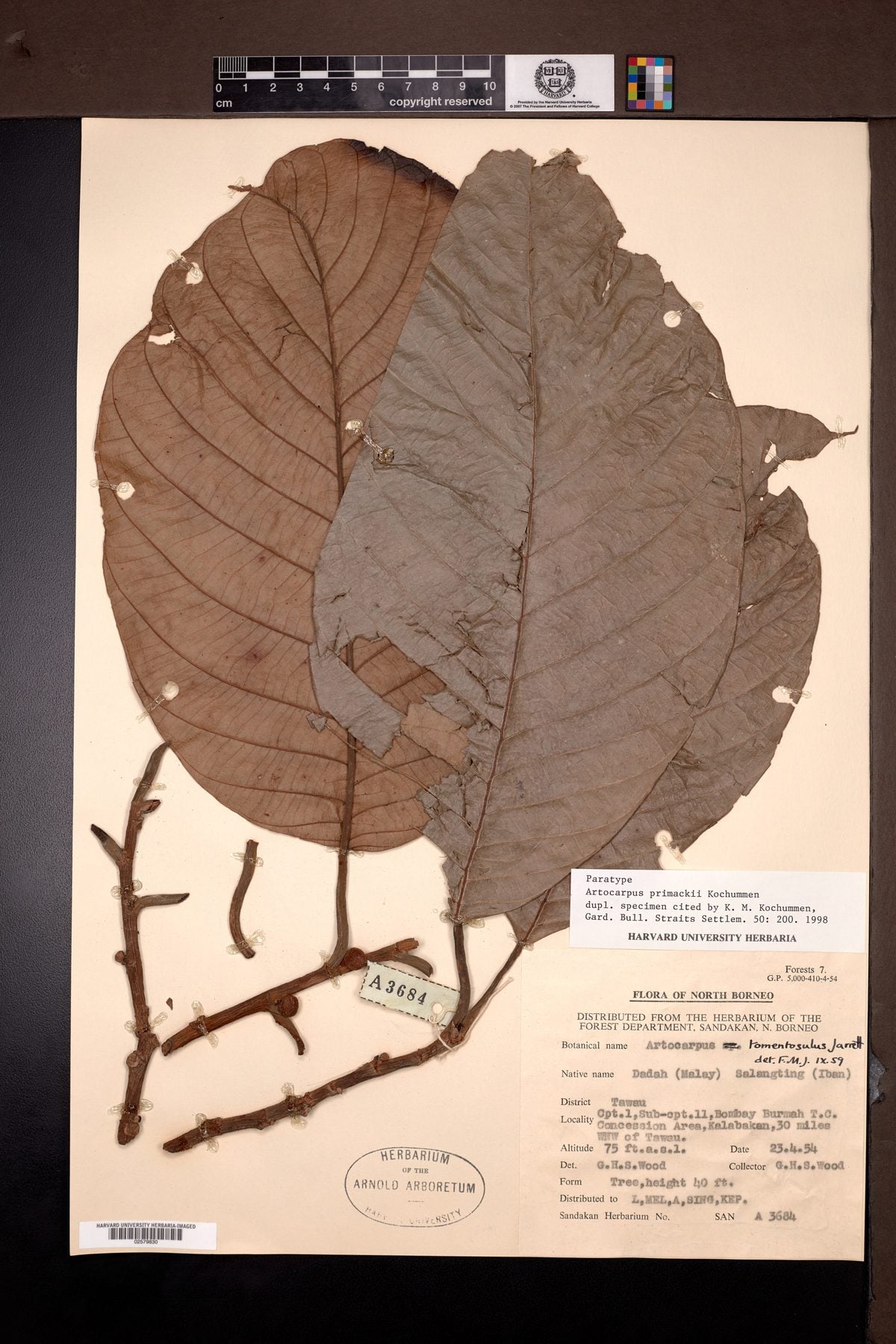 Artocarpus tomentosulus — photo