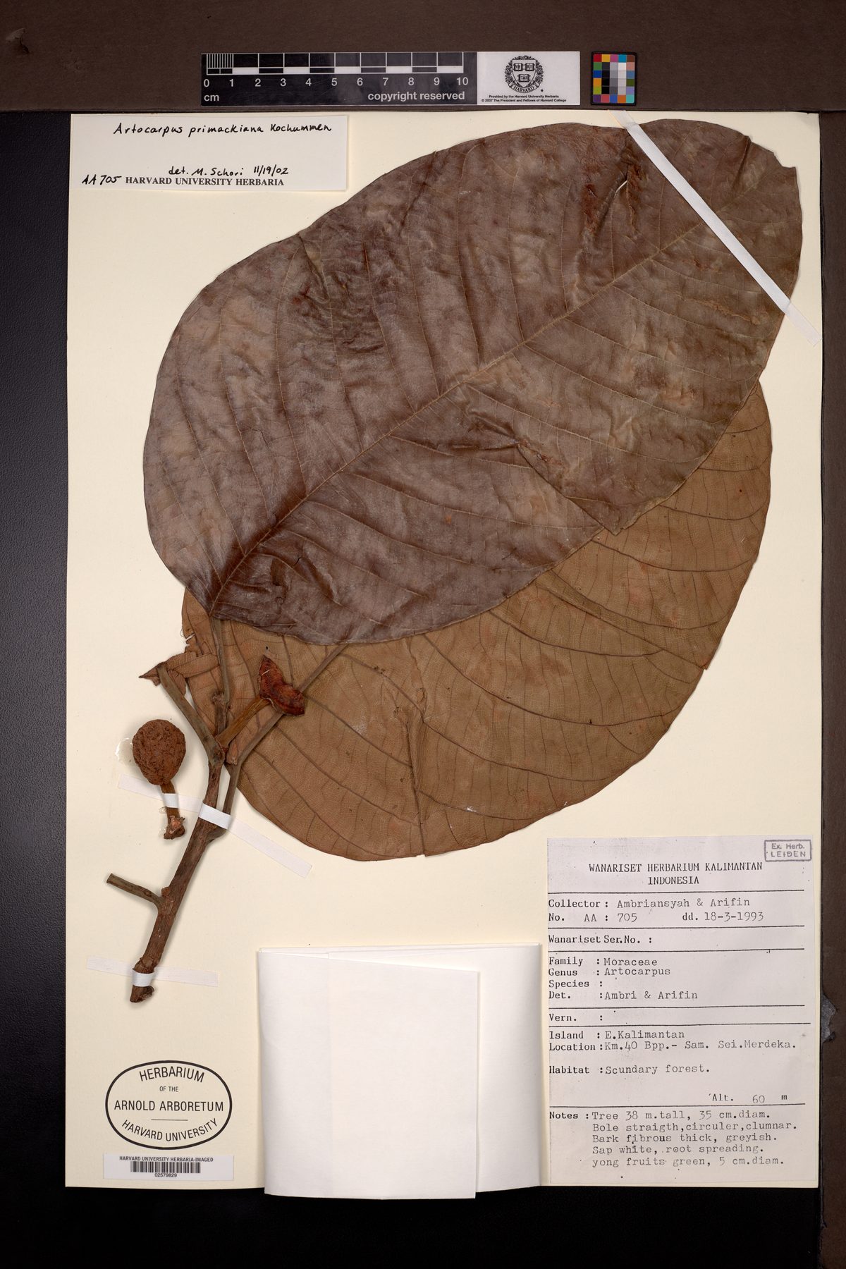 Artocarpus tomentosulus