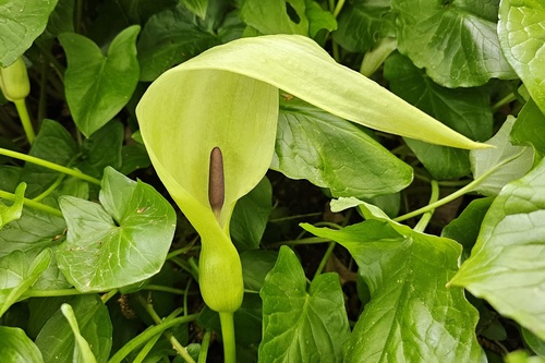 Arum byzantinum — photo