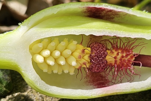 Arum byzantinum