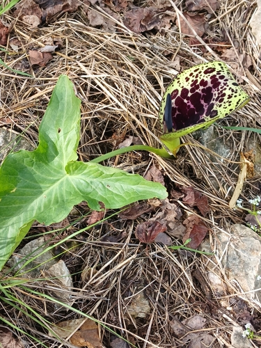Arum dioscoridis (Spotted arum) — photo
