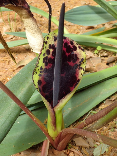 Arum dioscoridis