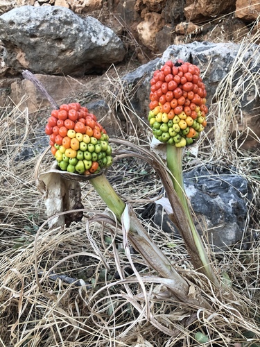 Arum dioscoridis (Spotted arum) — photo