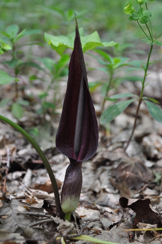 Arum elongatum subsp. detruncatum — photo